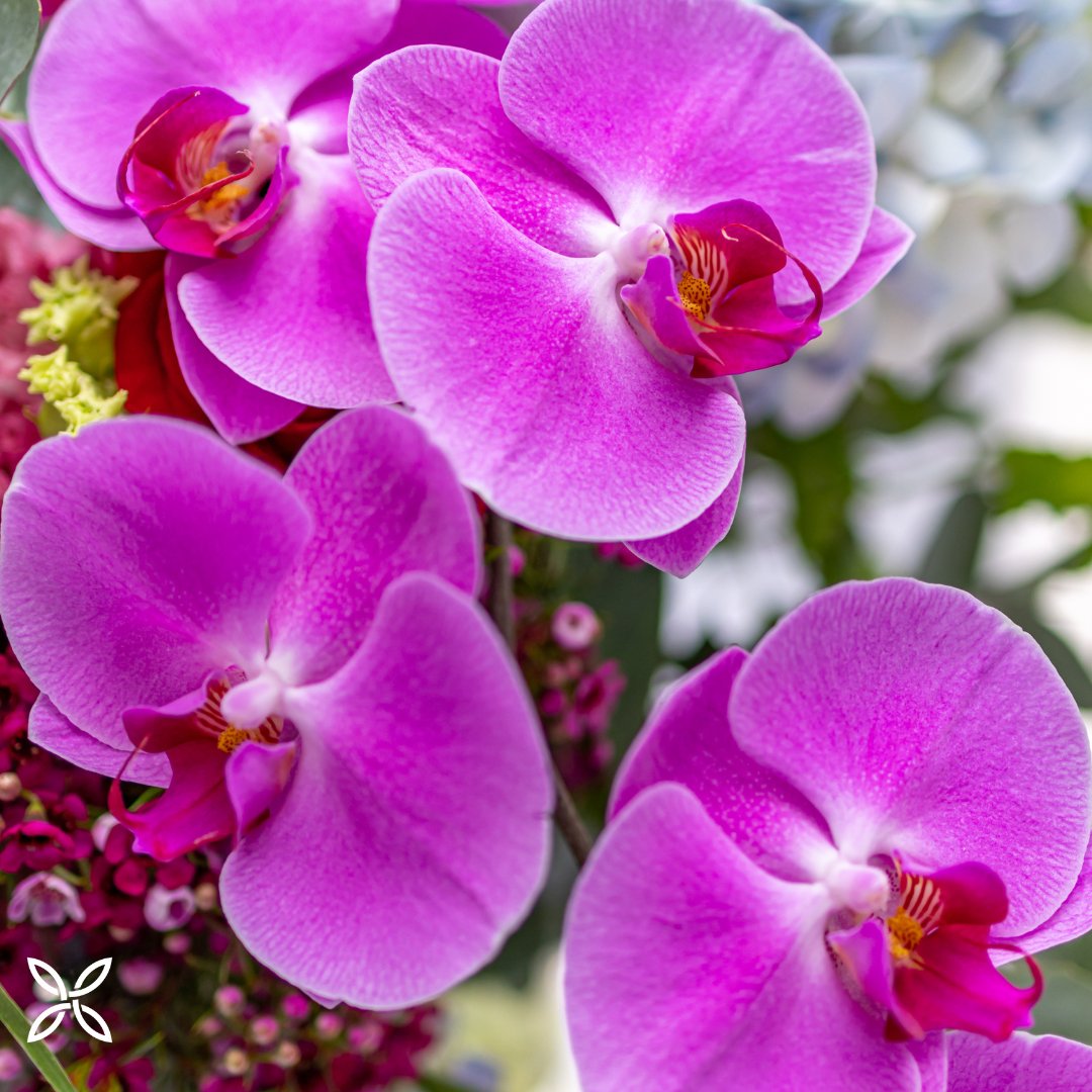 Orchids are such a beautiful luxurious flower, there's no wonder we have trouble keeping the Knightsbridge Bouquet in stock! 💐 Swipe to see it in all it's beauty!

#luxuryflorist #orchids #londonflorist #flowers #FlowardUK