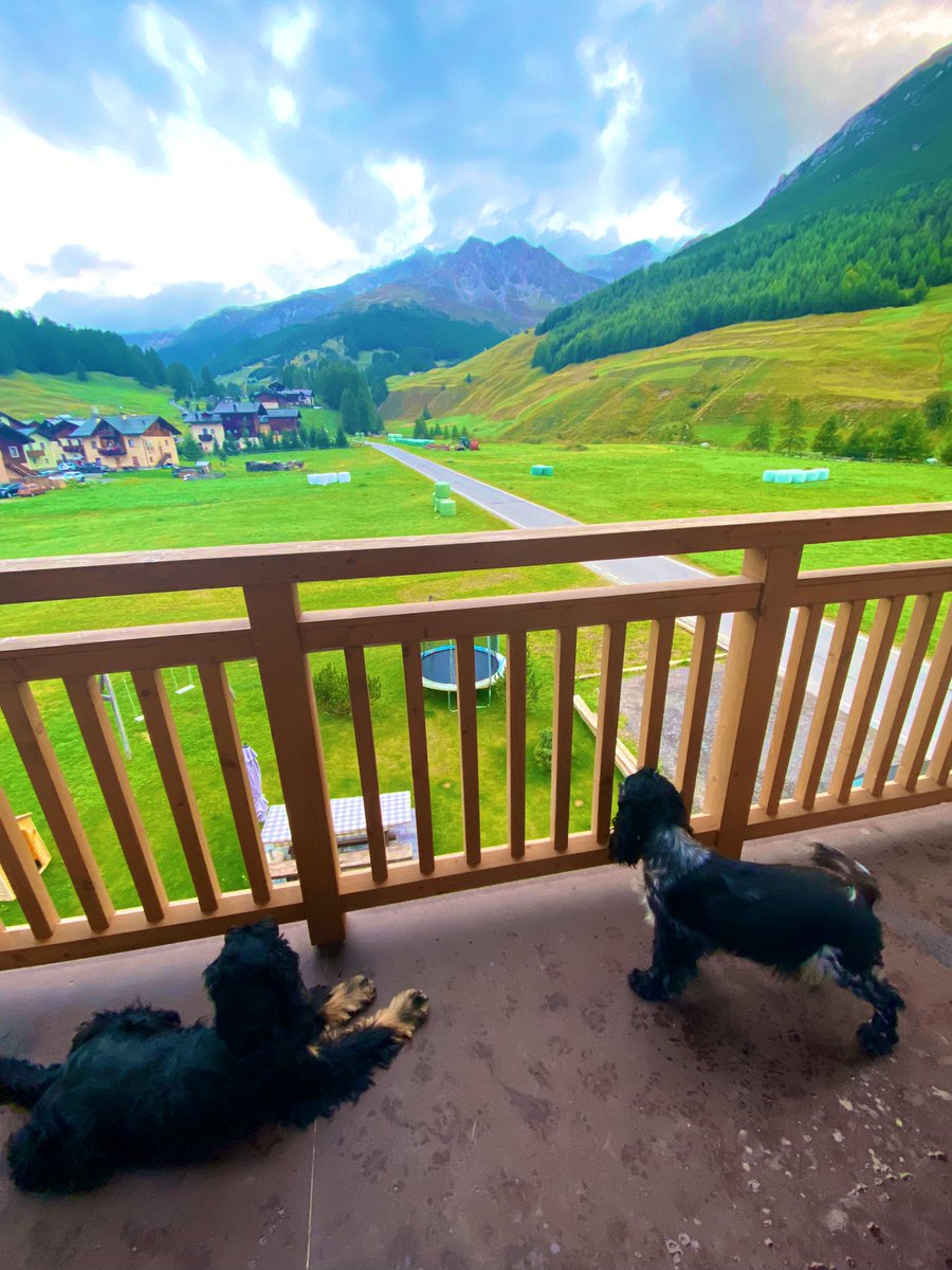 MachoMai's tweet photo. #Valfederia #vacancy #onlypet #cockerspaniel #livigno https://t.co/pvO6wiNieU