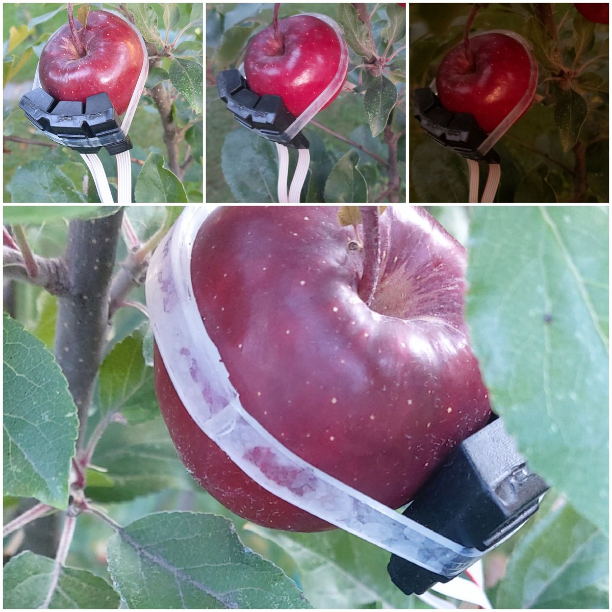 our #fruit sensors measure day and night (here on 45 mm apple), providing fruit information in mobile App and/or to your computer interface for supporting irrigation controller, plant protection scheduling, harvest management - contact us for details