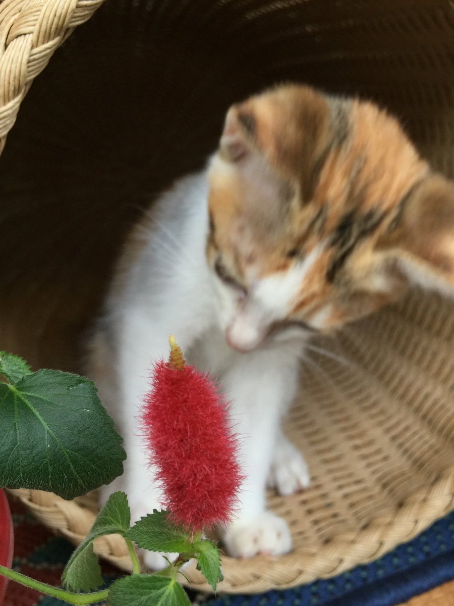 Good cat 🐈 (@soccer466400) on Twitter photo 