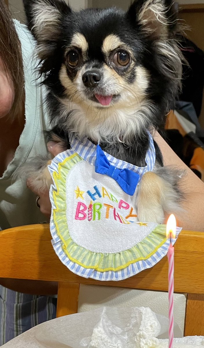 777kojee's tweet photo. らんちゃん、お誕生日おめでとう🎂4歳になりました💦
早いね～✨
 #誕生日
 #チワワ https://t.co/65P1J7X0I6