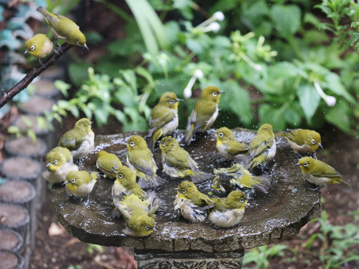メジロ軍団　突然の来襲！？　増える！？増える！？いったい何羽いるのかな？？　バードバスの大きさは幅４０ｃｍ×奥行き３３ｃｍ　ビックリ！！