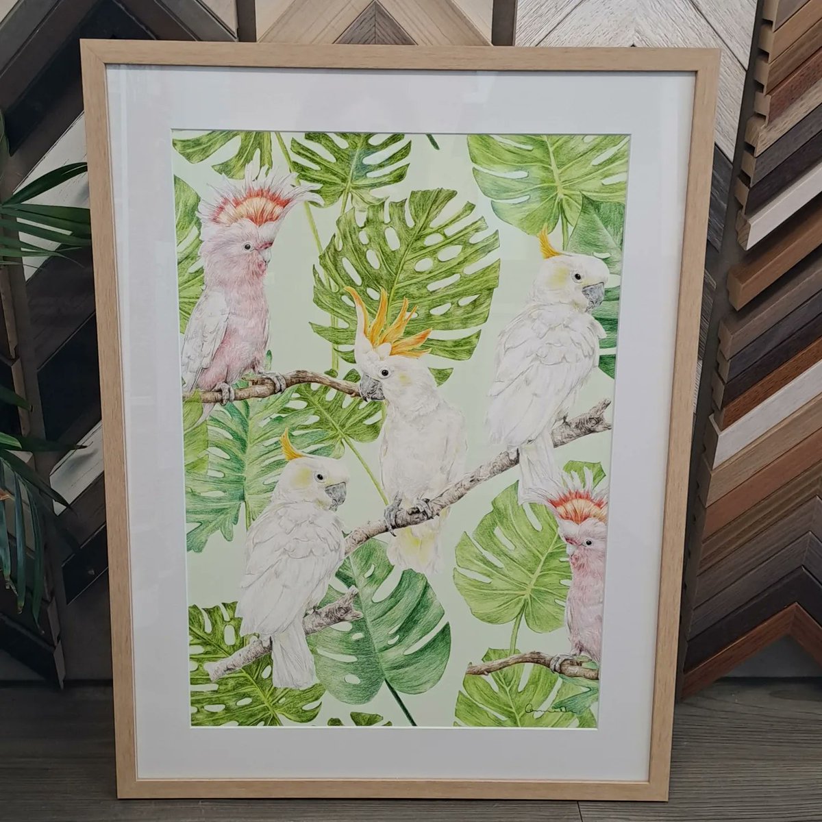 frame_abel's tweet photo. Spring is here and we've had some birds swoop in to the workshop 🌼

Framed with a white matboard and oak frame 🖼

#frameabel #customframing #pictureframing #sydney #australianartists
#spring #magpies #galahs #cockatoos https://t.co/L5A6mUGKlv