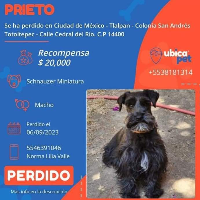 <a href="/TlalpanAl/">Alcaldía Tlalpan</a> <a href="/SanAndresTotolt/">SnAndrésTotoltepc</a> <a href="/TlalpanVecinos/">Tlalpan Vecinos</a> <a href="/TlalpanHistoria/">Tlalpan Historia</a> <a href="/PrrosPerdidosMX/">PerrosPerdidosMx</a> <a href="/PpEncontradosMx/">PerrosEncontrados</a> <a href="/mascotasdifunde/">Difusión de mascotas</a> <a href="/MascotaCoyoacan/">Mascotas Coyoacán 🐾</a> <a href="/firulaisasalvo/">Firulais a salvo</a> <a href="/Apoyo_Croqueton/">Apoyo Croquetón</a> <a href="/arca_satoshi/">El arca de Satoshi</a> <a href="/Entrepyg/">Entre perros y gatos</a> <a href="/HELA_MORE/">𝙷𝚎𝚕𝚊 𝙼𝚘𝚛𝚎 🐶</a> <a href="/FundacionToby/">Fundación Toby</a>