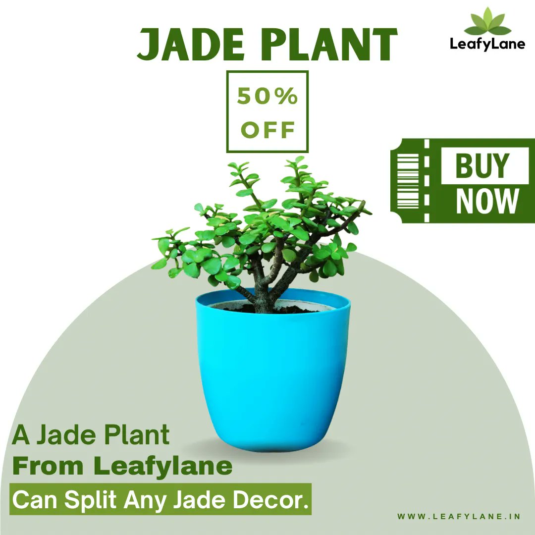 Leafylane_Life's tweet photo. JADE PLANT is believed to attract prosperity and
fortune. It's a symbol of good luck and consistency.🪴

Buy Now:- https://t.co/UYBhVamE73

#Homedecor #indoorplants #jadeplant #bedroomdecor #houseplants #homegarden #plants #nature #leafylane https://t.co/EB9OWxkif3
