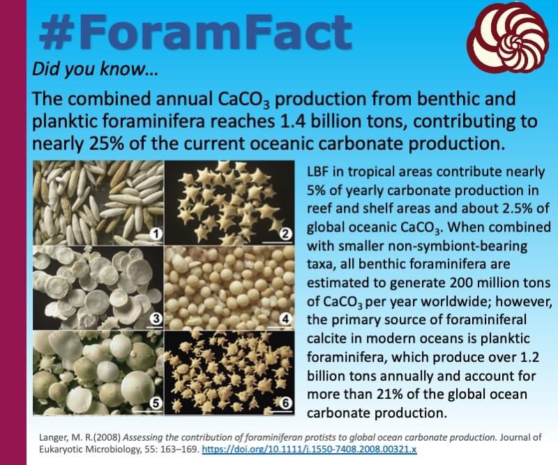 CushmanFdn's tweet photo. Happy #ForamFriday, the #foramfact for the day is
Did you know…
The combined annual CaCO3 production from benthic and planktic foraminifera reaches 1.4 billion tons, contributing to nearly 25% of the current oceanic carbonate production. https://t.co/GKF5QmIx6J