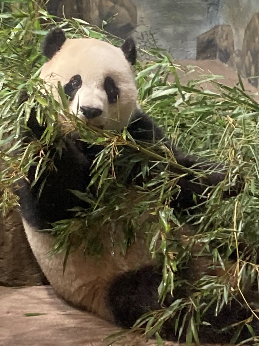 🐼 After the National Zoo has 🥰 lovingly cared for pandas for 50 years, the pandas are set to leave Washington in the coming months.  Hopefully there can be a last minute diplomatic extension to the panda 🐼 agreement. 

#pandapalooza #nationalzoo #smithsoniannationalzoo