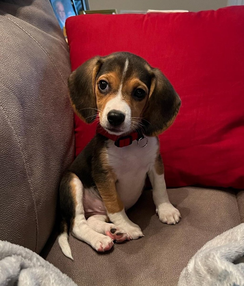 Happy 'GOTYA' day for this little bundle of joy! Thanks to the @APAofMO for helping Rosie and all the thousands of pets you save find their forever homes! @FOX2now #stlwx #beagles