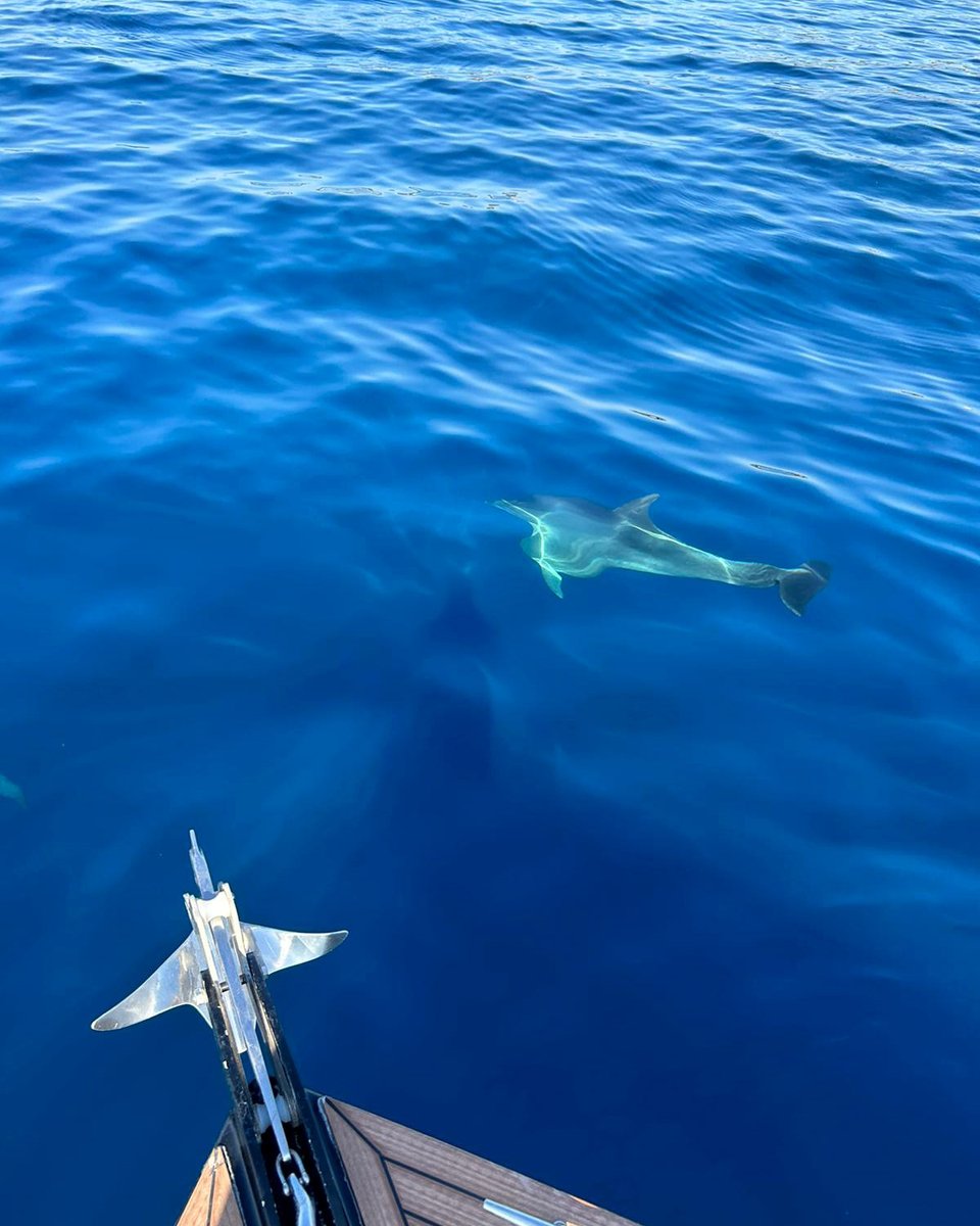 bluesharksplit's tweet photo. #Dolphins are a source of great excitement for all #naturelovers, and a meeting with these marine mammals is a natural sensation. We met this group during a #bluesharksplit🚤boat tour around the island of Brač.

👉https://t.co/iAZGRQpIzp https://t.co/837IsLQ08q