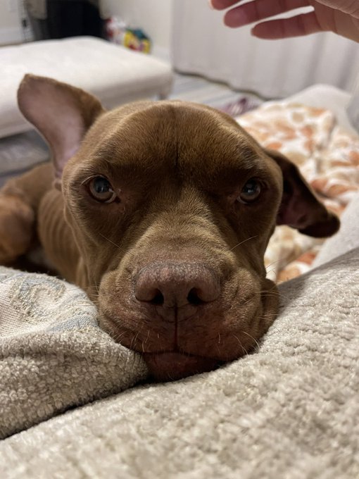 I rescued a dog today. She is a total sweetie! ☺️❤️🙏🐶 https://t.co/W7l6PDbRxg