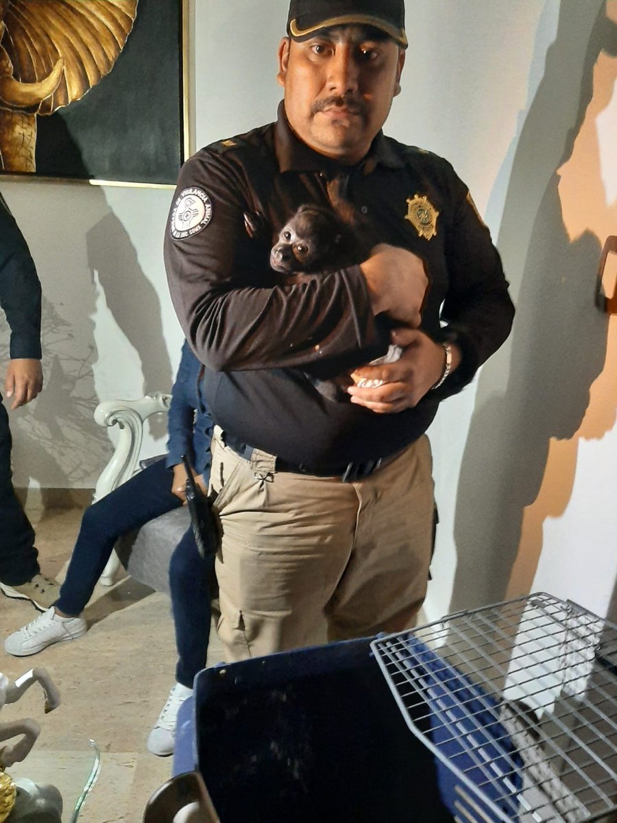 rbksokol's tweet image. Por la tarde en conjunto con otras autoridades de @SSC_CDMX la #BrigadaDeVigilanciaAnimal participo en el rescate de un mono Saraguato
Los Oficiales 👮🏻‍♂️👮🏻‍♀️ ya lo trasladan para su valoración médica y se está coordinando con autoridades correspondientes para su posterior resguardo.