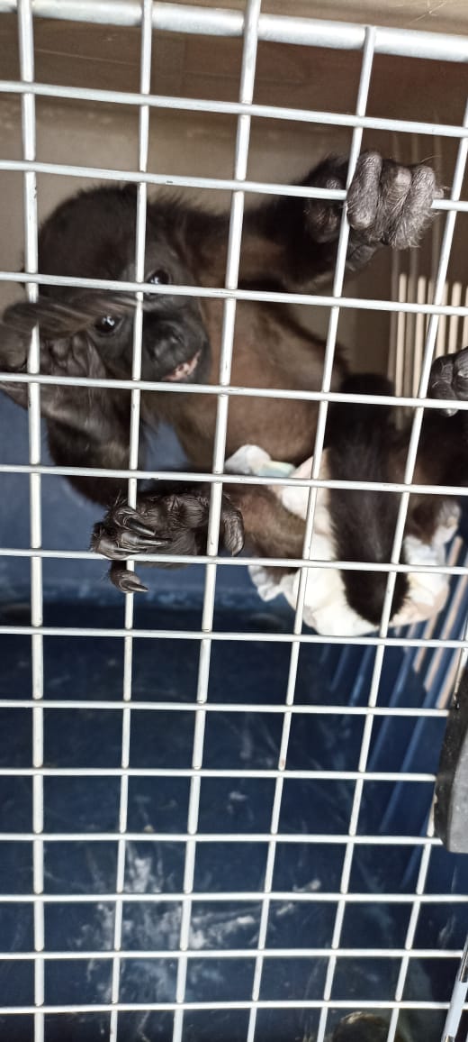 rbksokol's tweet image. Por la tarde en conjunto con otras autoridades de @SSC_CDMX la #BrigadaDeVigilanciaAnimal participo en el rescate de un mono Saraguato
Los Oficiales 👮🏻‍♂️👮🏻‍♀️ ya lo trasladan para su valoración médica y se está coordinando con autoridades correspondientes para su posterior resguardo.