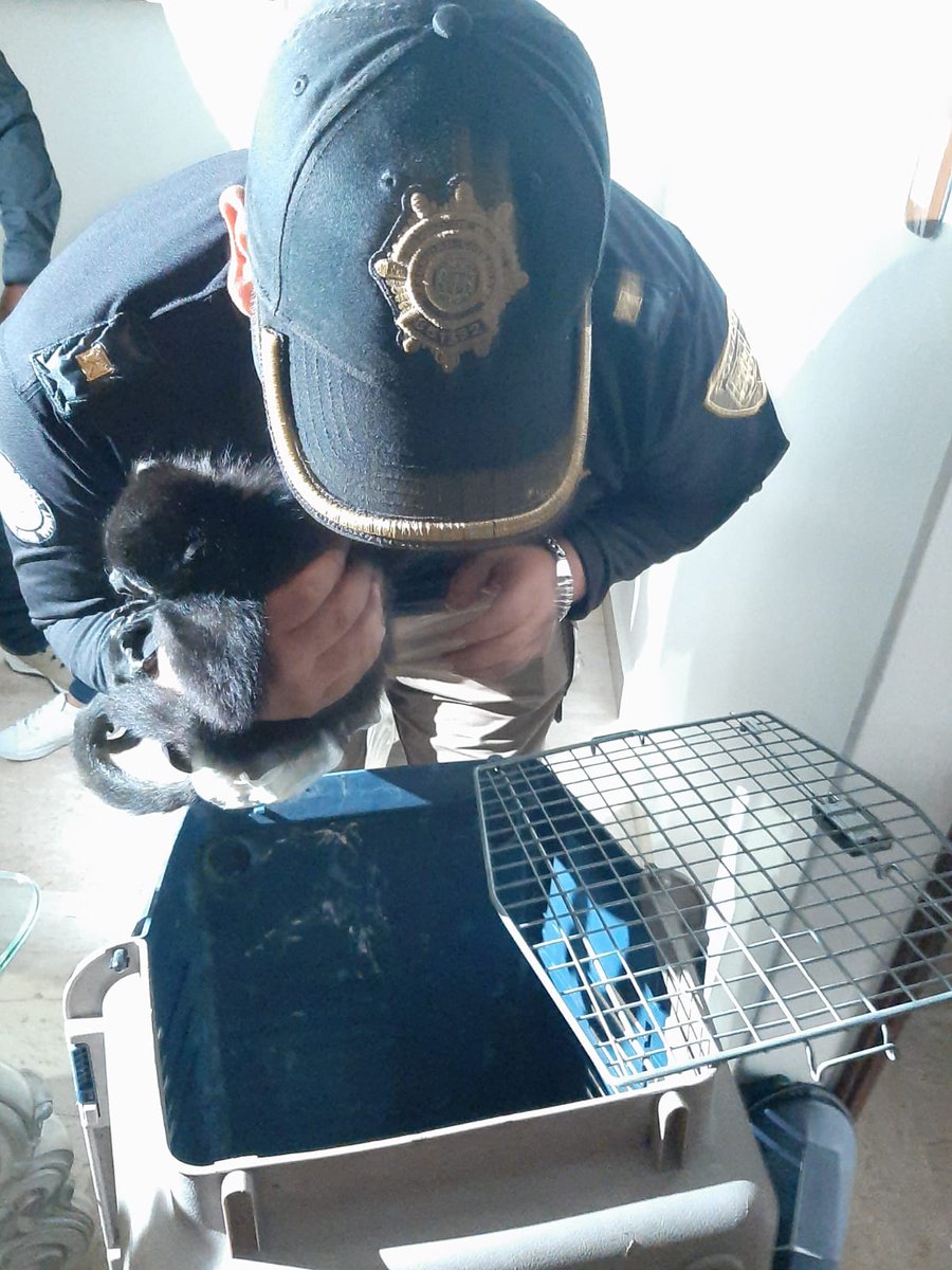 rbksokol's tweet image. Por la tarde en conjunto con otras autoridades de @SSC_CDMX la #BrigadaDeVigilanciaAnimal participo en el rescate de un mono Saraguato
Los Oficiales 👮🏻‍♂️👮🏻‍♀️ ya lo trasladan para su valoración médica y se está coordinando con autoridades correspondientes para su posterior resguardo.