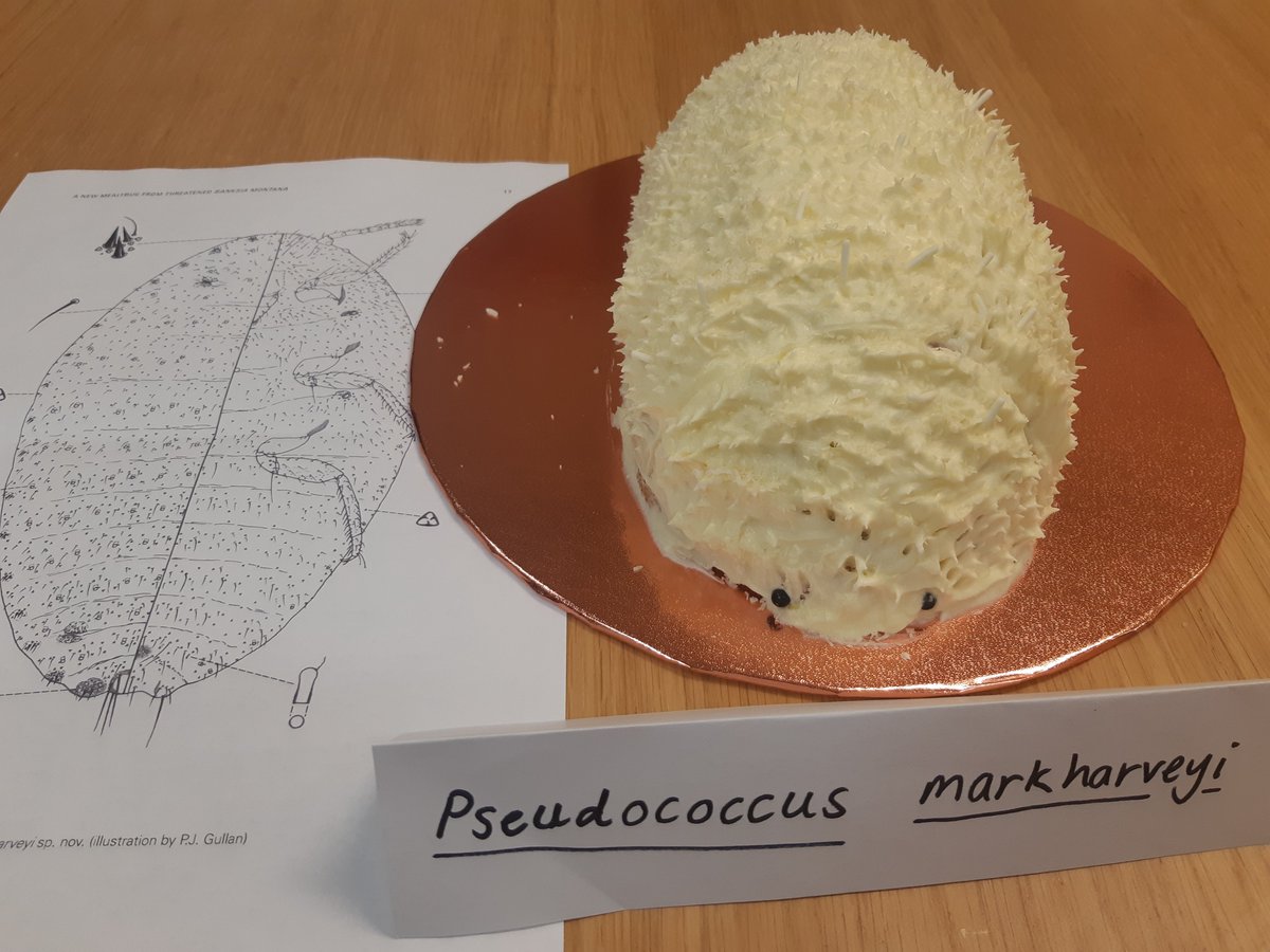 It's #TSBakeOff2023 and the theme this year is 'loving the unlovely and getting to know the unknown' so I made a cake of the Critically Endangered mealybug Pseudococcus markharveyi, known only from one host plant species from the Stirling Ranges, WA.