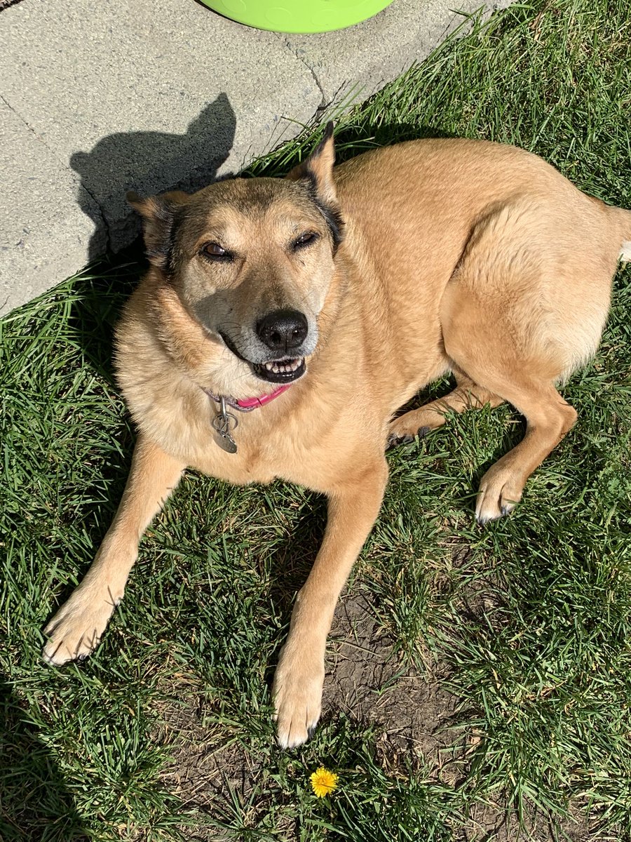 jugglingduck_'s tweet photo. @contextdogs my smiley pupper https://t.co/Q70i3Zz00H