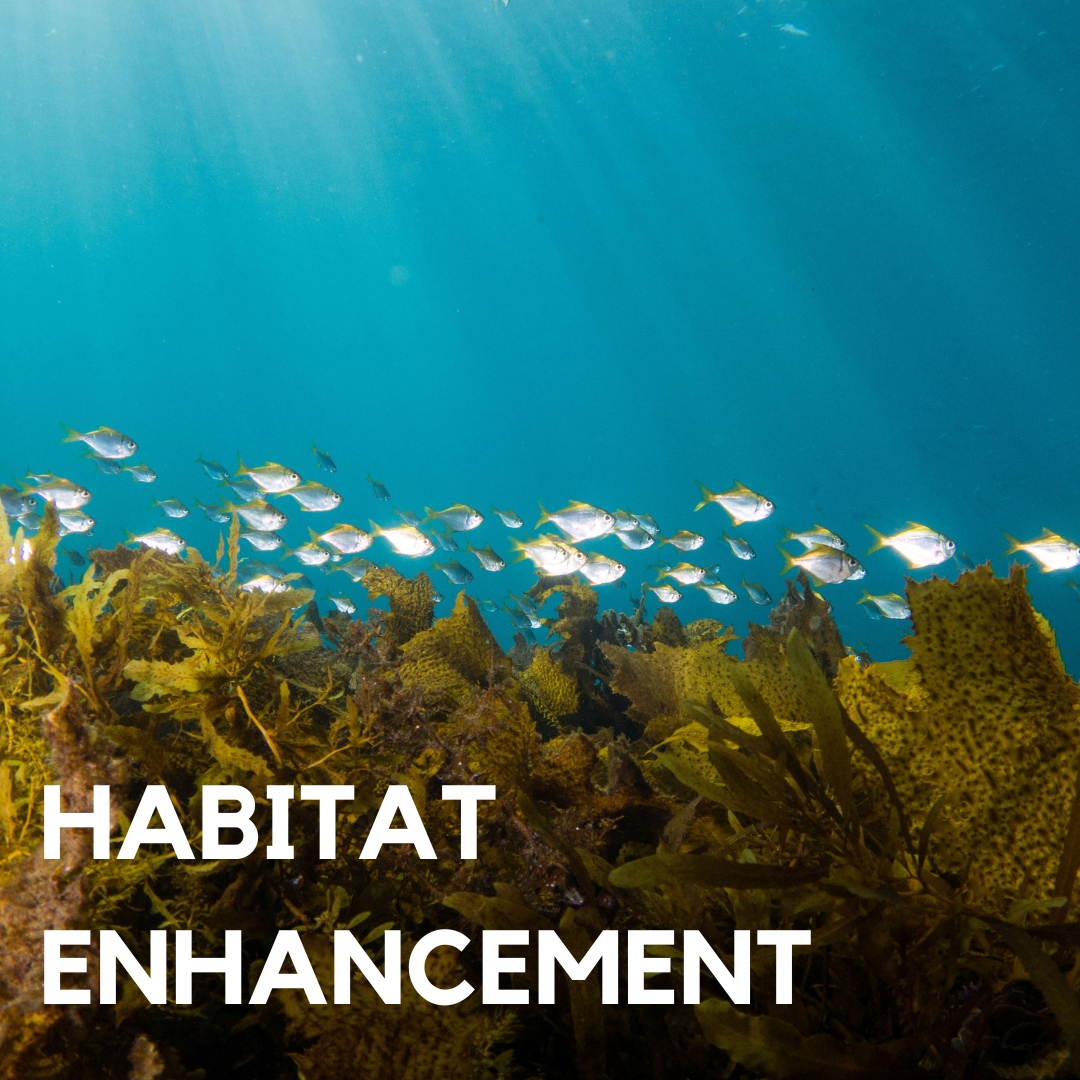 P_Restore's tweet photo. Our focus is on habitat enhancement through restoration, community engagement and citizen science. Stay connected to find out more about upcoming citizen science opportunities.
#citizenscience #projectrestore #restoration #sydneyharbour #kelp #posidonia #seagrass #fishpods https://t.co/sLAdhzFRd0