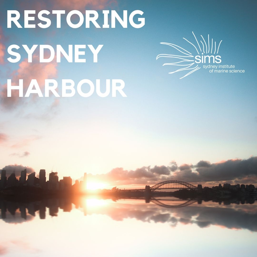 P_Restore's tweet photo. Our focus is on habitat enhancement through restoration, community engagement and citizen science. Stay connected to find out more about upcoming citizen science opportunities.
#citizenscience #projectrestore #restoration #sydneyharbour #kelp #posidonia #seagrass #fishpods https://t.co/sLAdhzFRd0