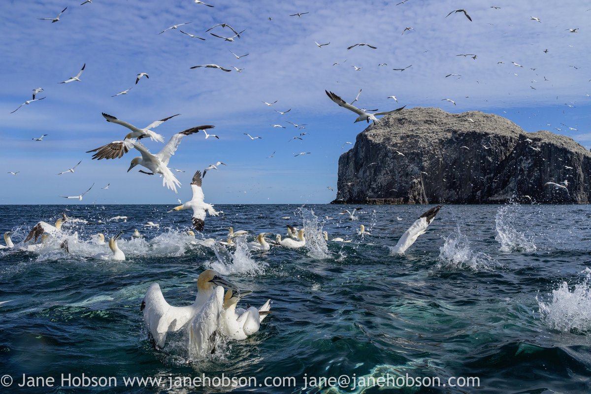 Brace yourselves! Gannets incoming! #BassRock #gannets #morusbassanus #scottishseabirdcentre #visitscotland #wildlife #wildlifephotography #divinggannets #nikonpro #scotland #seabirds #travel