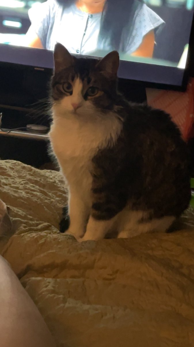 mickers101's tweet image. I have a cat now. Her name is Goose