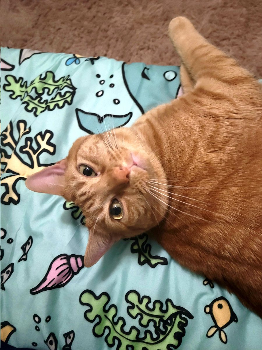 Ollie0983's tweet photo. @ShouldHaveCat I have a cat named Liddy! https://t.co/4DLIJ9JcOe