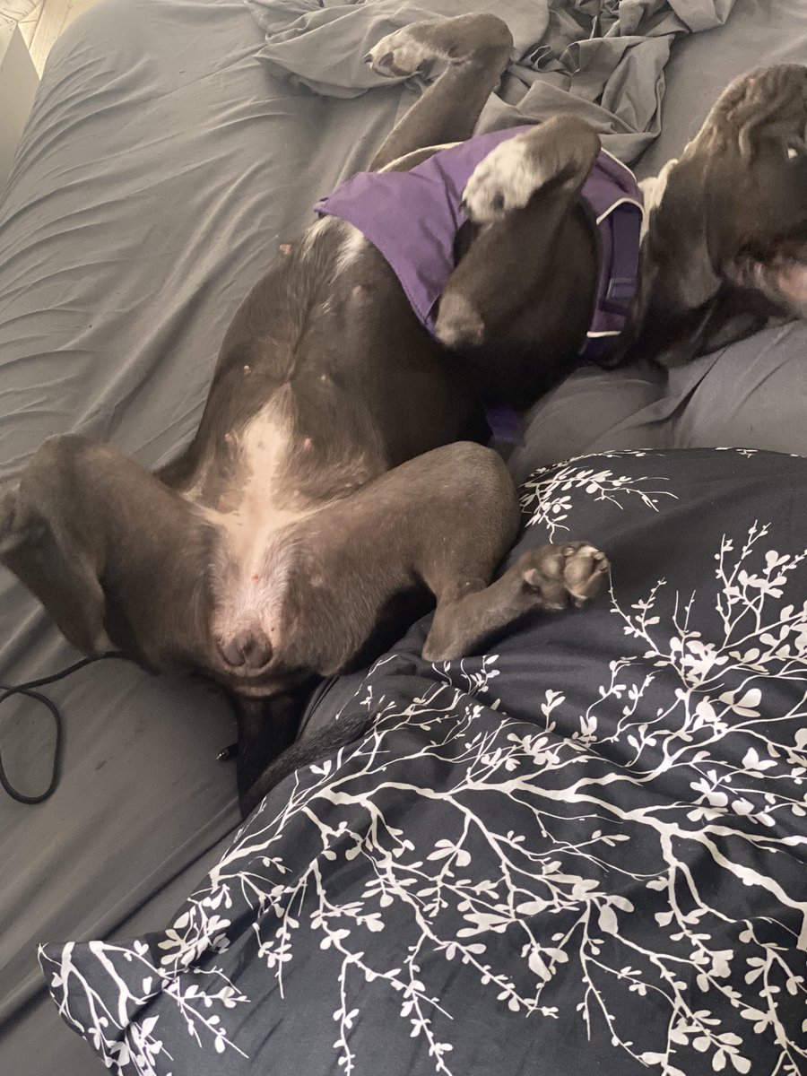 wastedxtalent's tweet photo. Alexa play life is good by drake and future #saycheese #pitbull #bluenose #Belle #daddiesgirl https://t.co/nHvARduW9F
