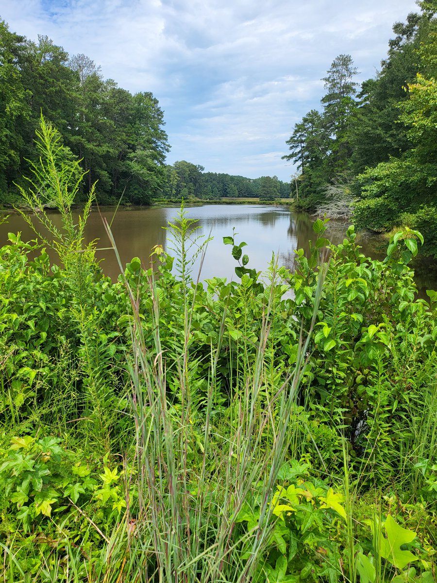 DysonGolf's tweet photo. 15th Hole Mystery Valley GC #Golf #atlantagolf #golfatl #Nature #lakeview https://t.co/fw0Gj4U27m