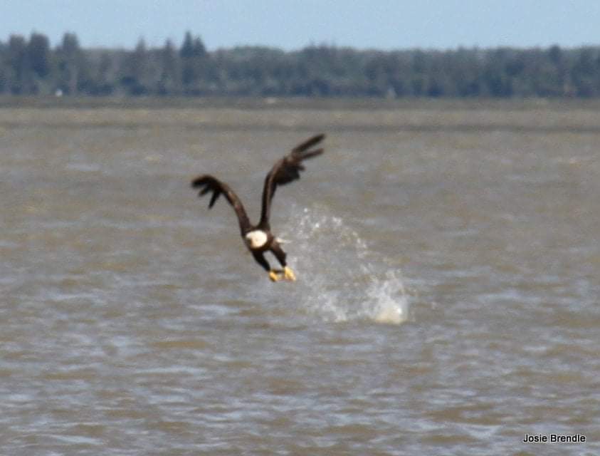 BrendleJosie's tweet photo. #BirdsOfTwitter #nature #Manitoba #Cpaws https://t.co/U6K4xX5YqM