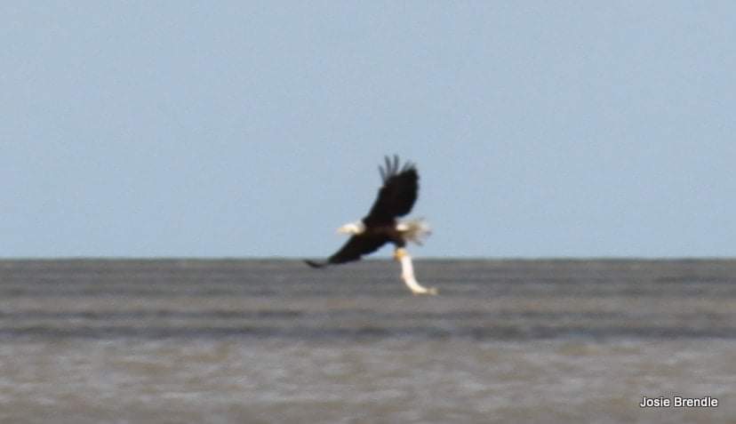 BrendleJosie's tweet photo. #BirdsOfTwitter #nature #Manitoba #Cpaws https://t.co/U6K4xX5YqM