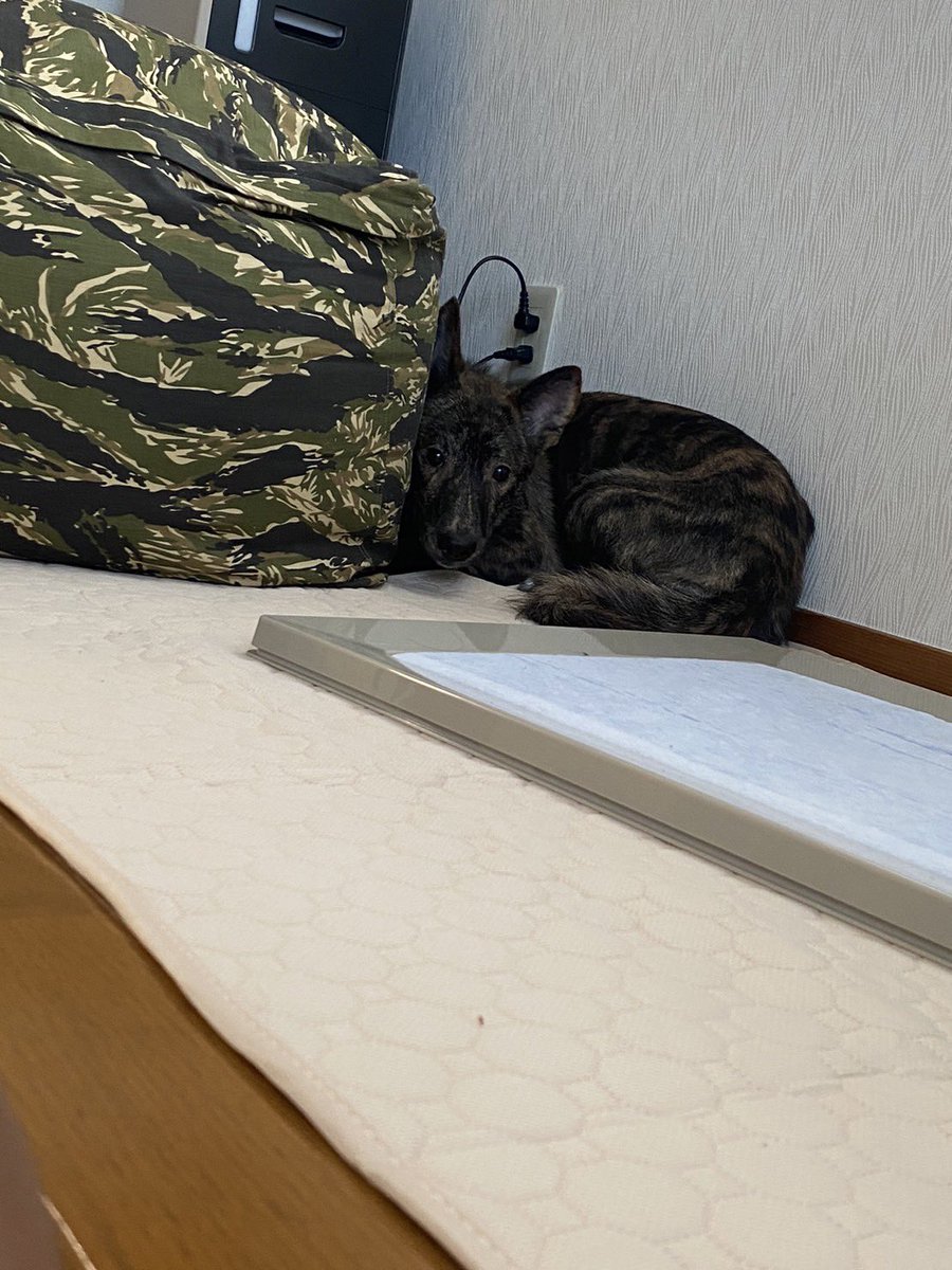 723__camp's tweet photo. 初めて我が家に来た日 https://t.co/usomcQk6Ar