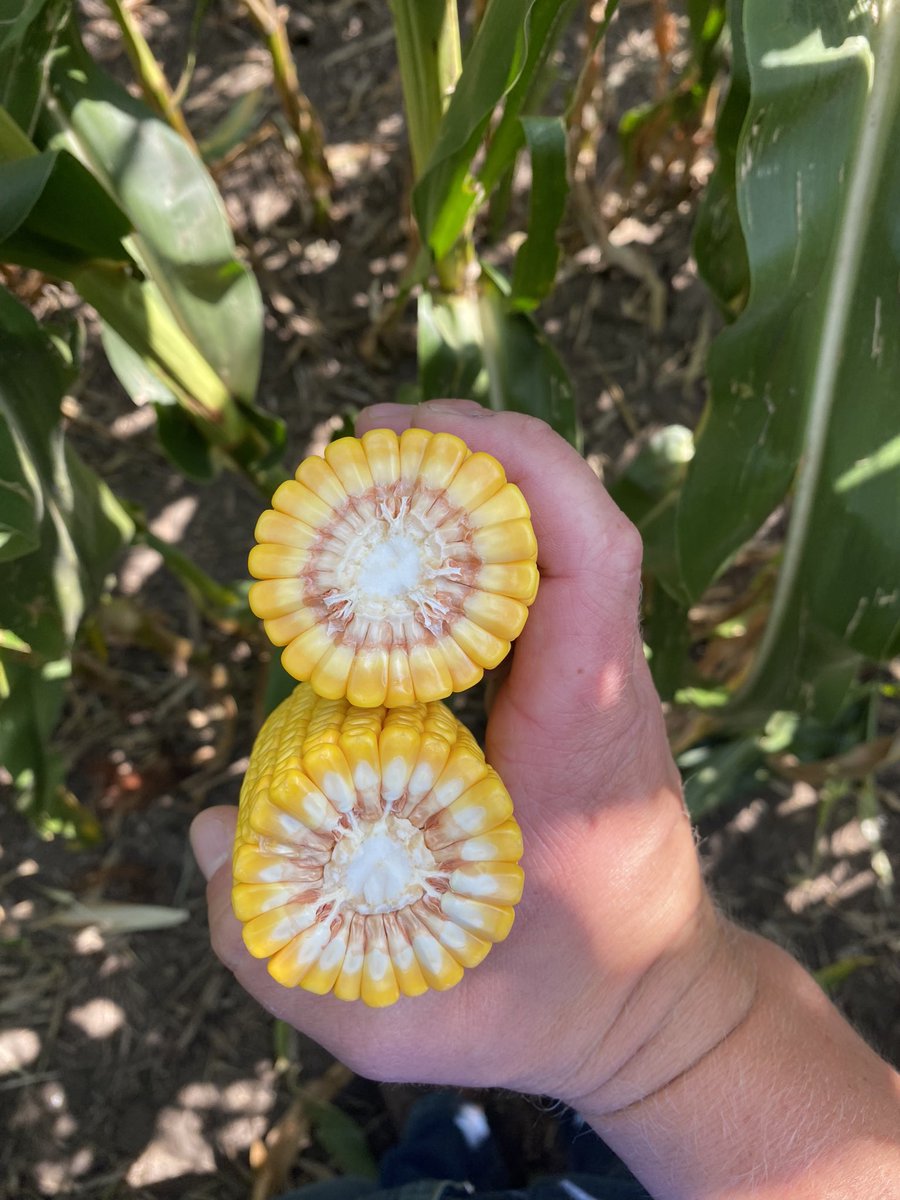 NK0007-AA continues to impress leading up to harvest, even through some tough conditions this year.  Excited to see what the combines tell us this fall! This field with a final stand of 35,500 should set some farm records! <a href="/ChristensenLuke/">Luke Christensen</a> <a href="/NKSD_SouthernMN/">Southern MN/SD NK Team</a> <a href="/NKSeeds/">NK Seeds</a>