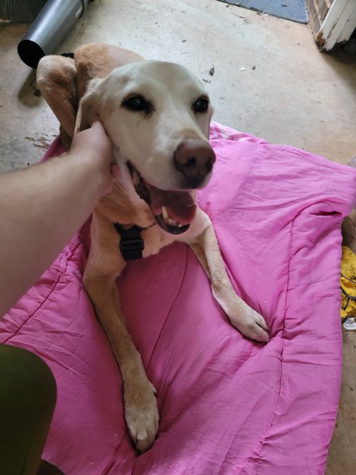 My special guy is bouncing back from his mystery ailment. 😍 https://t.co/PVFWUasUiR