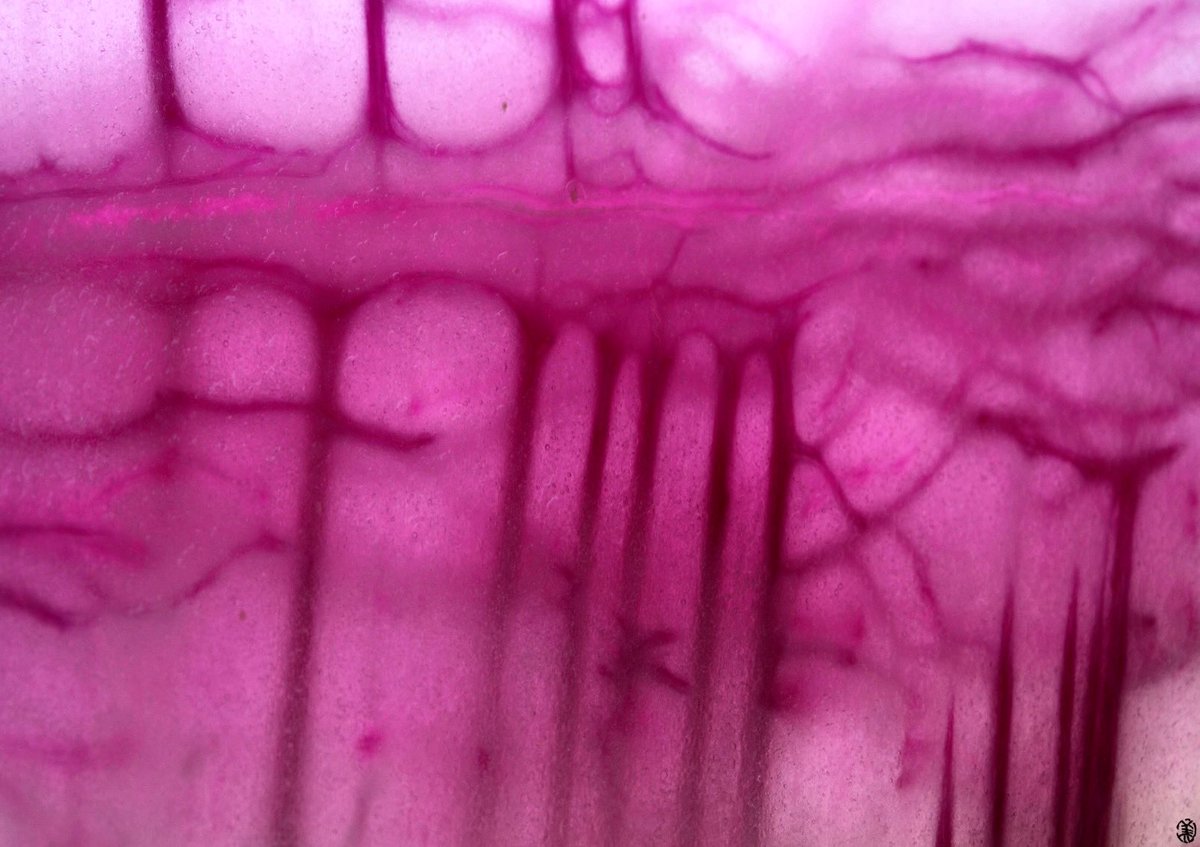 ikemorifarm's tweet photo. PURPLE RADISH / パープルラディッシュ201311

#purpleradish #radish #vegeparts #foodcordinate #foodstyling #frenchcuisine #hokkaido #tokachi #ikemorifarm
#パープルラディッシュ #北海道 #十勝 #農家 #池守ファーム
#フレンチ #フードコーディネート #フードスタイリング https://t.co/LBft5gRaGv