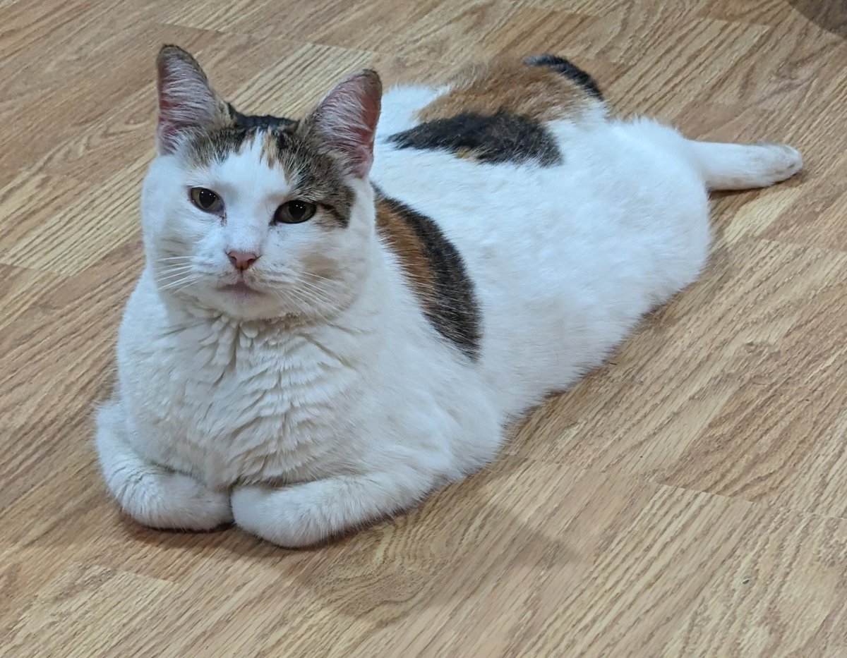 GrannyGnome's tweet photo. Feeling judged by my cat lol https://t.co/Se5KUeQuNX