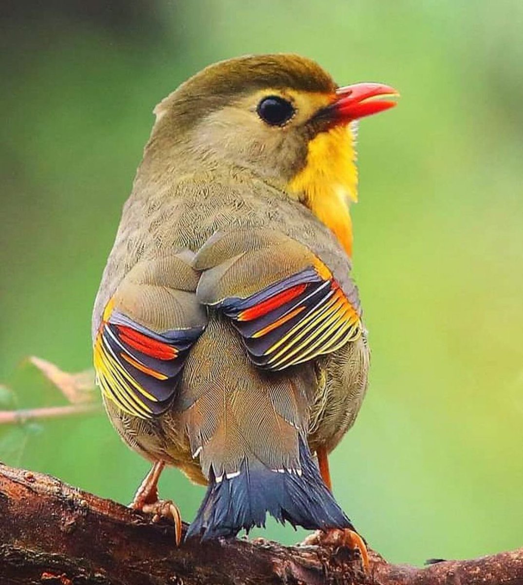Birds Perfection tweet media