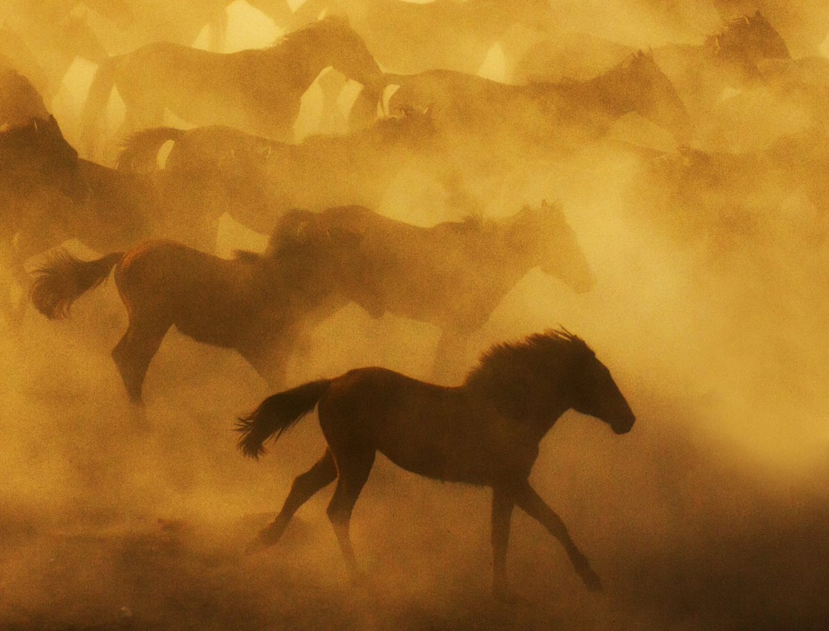 feyzullahtunc's tweet photo. Good morning #nft fam ,

New day , let you start with brand new hopes. . .

The horses running freely in the sunset golden hour and the dust cloud run so beautifully that they seem to be flying.

🔥🔥🔥🔥 Big Sale 🔥🔥🔥🔥

💎 Flying Horses 
💎 Editions: 1/1
💎 Current Price: 0.05 Eth 
💎@foundation

Link Below 👇