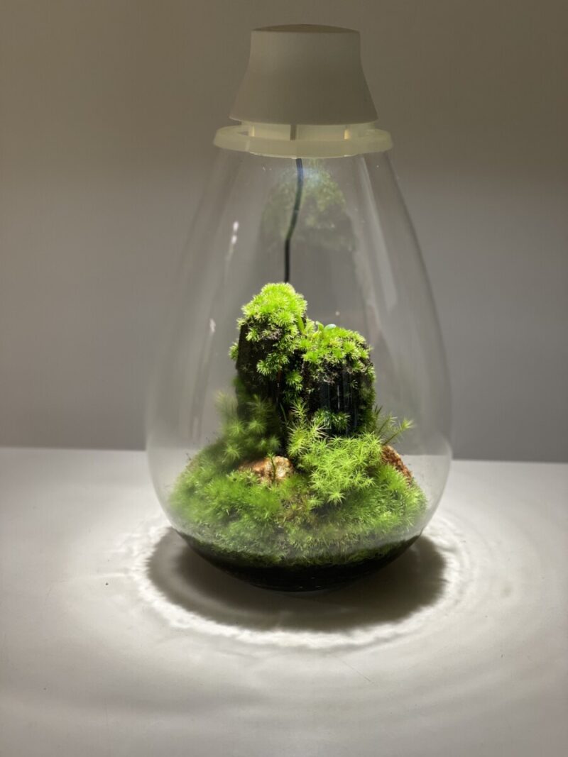 SakuyaismU's tweet photo. #SakuyaGreenJam 植物販売会 16(土)〜18(月)
テラリウムや額���に苔でオリジナルの作品が作れるワークショップの紹介です♪
苔の世界を表現した癒される作品😻
当日参加OK🙌販売もあり🪴お待ちしています〜
■モスライトでコケ山作り
■苔額奏ミニ
#MosslightLED #金木犀 https://t.co/POMBVrt7o0 https://t.co/0DQiuYz2Ma