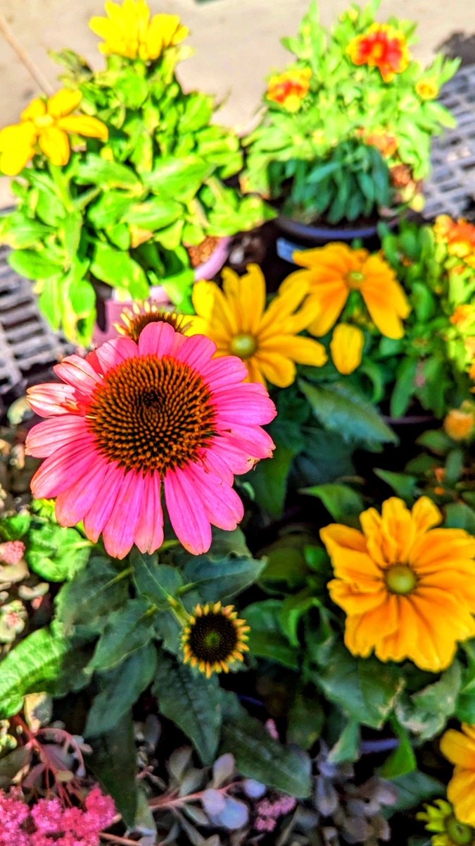 Is it #FlowerFriday yet?! 🌻💓 #FlowersOfTwitter #foryoupage #photographylovers #love #fyp #colorfulcolorado  #Colorado #flowerphotography #fypシ 💞