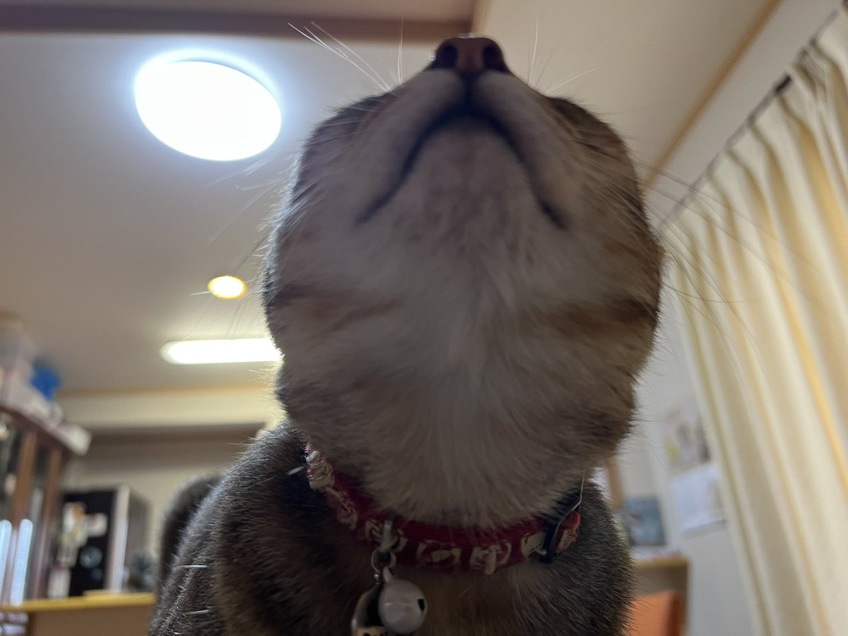 Potechi_Roro's tweet photo. 撫でてー( ´ ▽ ` )
 #猫好きさんと繫がりたい https://t.co/nW6HGfQ9xC