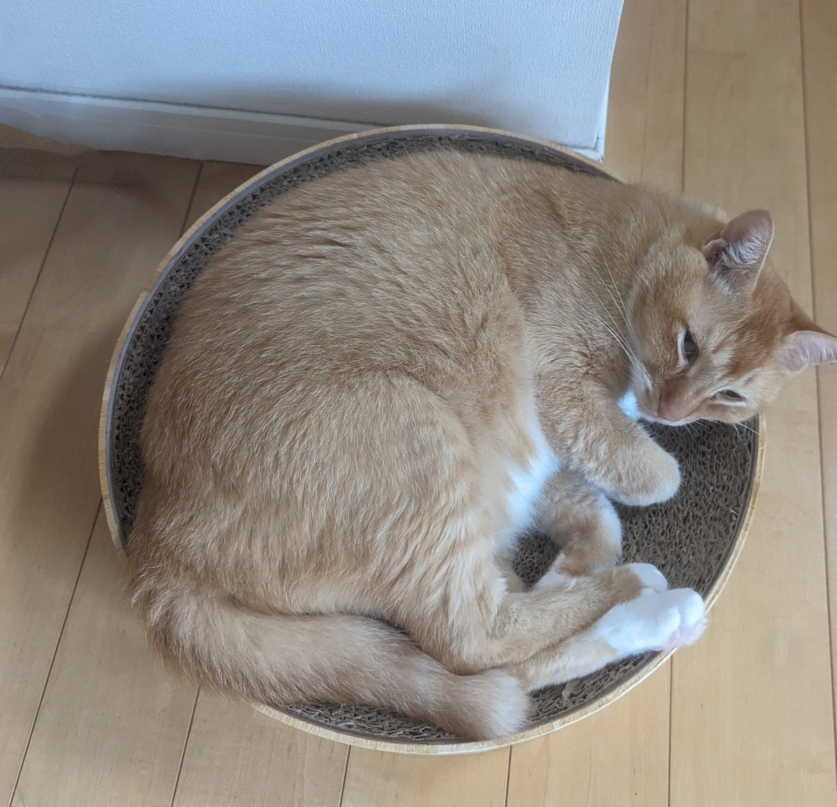 dicek3's tweet photo. お迎えして今日で三年目
すっかり巨猫になりました
#保護猫 #猫 #ねこ #cat #猫好きさんと繋がりたい #猫がいる幸せ #猫がいる暮らし https://t.co/qtwX4UdQhO