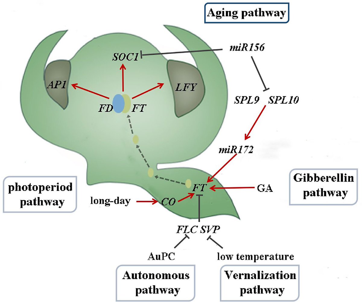 ForestryRes's tweet image. 🌸Unlocking the secrets of flowering time in forest trees! Discover the regulatory pathways involving miR156, miR172, miR159, and miR169. Valuable insights for manipulating flowering in important species. #FloweringTime #ForestTrees maxapress.com/article/doi/10…
