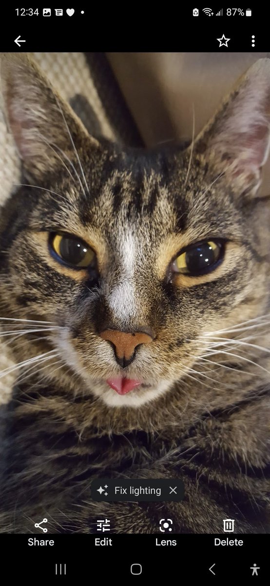 CarolAn64246005's tweet photo. #cataddict https://t.co/yi31Co7CYv