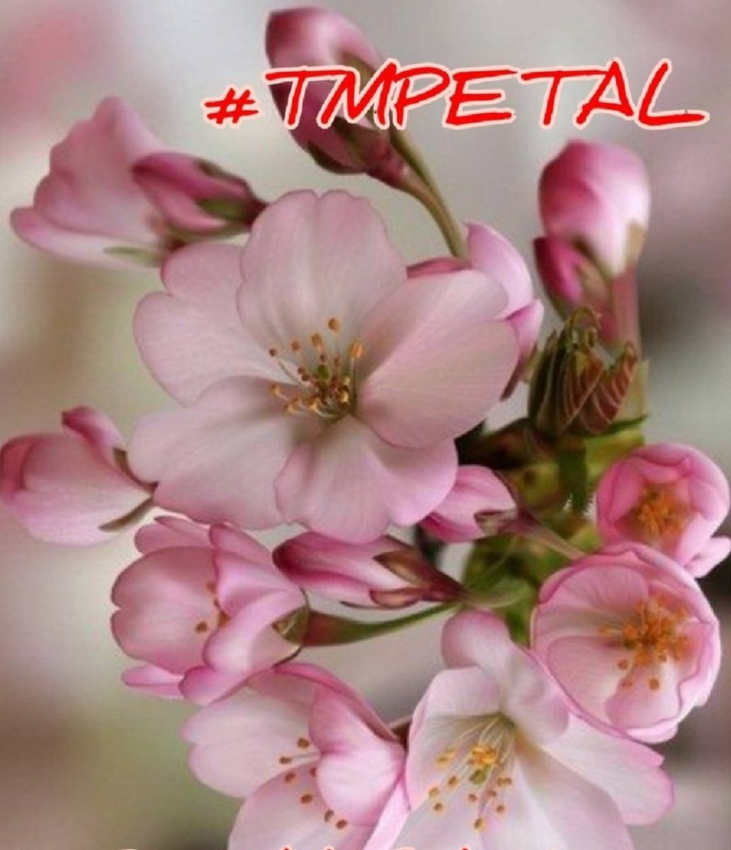#TmPetal
<a href="/swydersk/">Deb #TmPetaL🌹#Resist💙 #NeverTrump Enjoy the ride</a> <a href="/lumpie125/">lumpie125</a>
<a href="/Spencerjames211/">Spencer James #GAINWITHPETAL #TMPETAL #Teamspirit</a>
<a href="/MarthaCandia21/">🌼MARTHA CAN🌼</a>
<a href="/JIMENAC__/">🌸JimenaC__🌸</a>
<a href="/bluea125/">BlueA125</a>
<a href="/jasmine50012486/">🌼࿐♡ᒍᗩSⓂ️İᘉᕮ🌼｡･ﾟ♡ﾟ</a>
<a href="/monicampon/">Mσηιcα</a>
<a href="/moni_dollnature/">🌸 Mónica 🌸</a>
<a href="/Jemaco40/">@Jemaco40</a>
<a href="/teamdinamicas/">Cami</a>
<a href="/TOP_ANAHI/">🚤 🅰️NAHI 🚤</a>
<a href="/OlgaPart1/">˚₊· ͟͟͞͞➳❥💎 OLGA 💎˚₊· ͟͟͞͞➳❥</a>
<a href="/ALESXIA_1/">˙●♥ A҉ L҉ E҉ S҉ X҉ I҉ A҉ _҉ 1҉●♥ -</a>
<a href="/WALLI27/">Jhon f perez🎶🎸🚵☯</a>
<a href="/ALESXIA_2/">Alesxia González</a>
<a href="/MARTHA_CAN2/">MARTHA 👑</a>
<a href="/Iva_LaRosa/">༅ྀൣ🌺᭄᭄𝄞 ♡ⅈvɑ_𝘐ɑ𝔯օ𝓼ɑ♡ 𝄞༅ྀൣ🌺᭄᭄</a>
<a href="/R3_Adv/">JarodKOPI🇮🇩</a>
<a href="/Nature_moni/">🪻 Mónica 🪻</a>
@maddykins133
<a href="/Siogo61/">@siogo61</a>