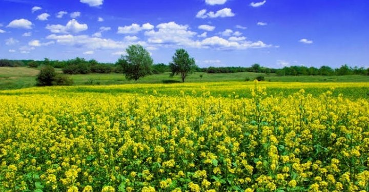 Muhammad Mohsin tweet media