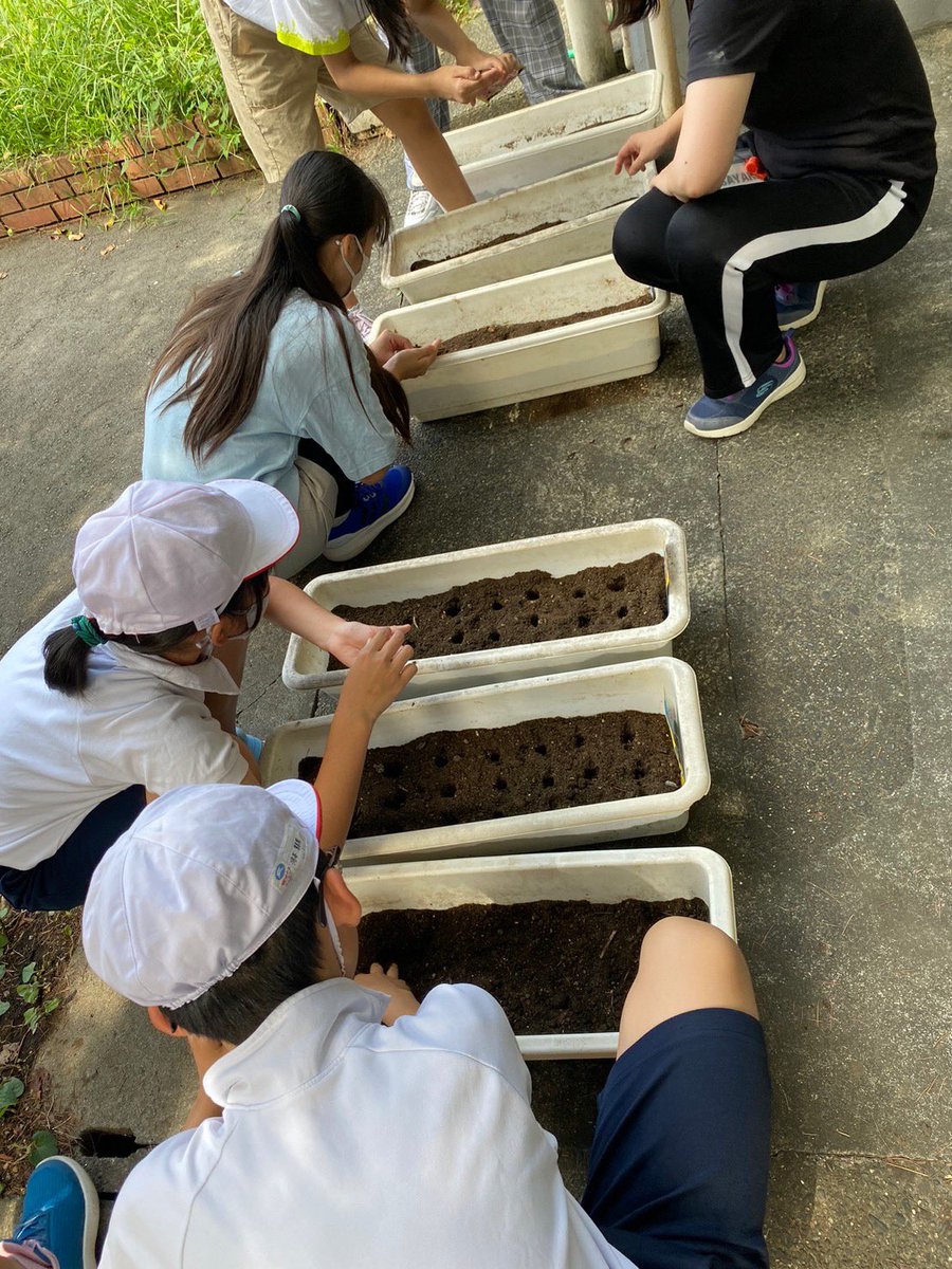 GreenHiyoshi's tweet photo. 日吉台小学校で秋冬用の苗を育ててくれています。
ありがとうございます。
育ってまた花壇にくるのを楽しみにしています。 https://t.co/TWlEqH3P0r