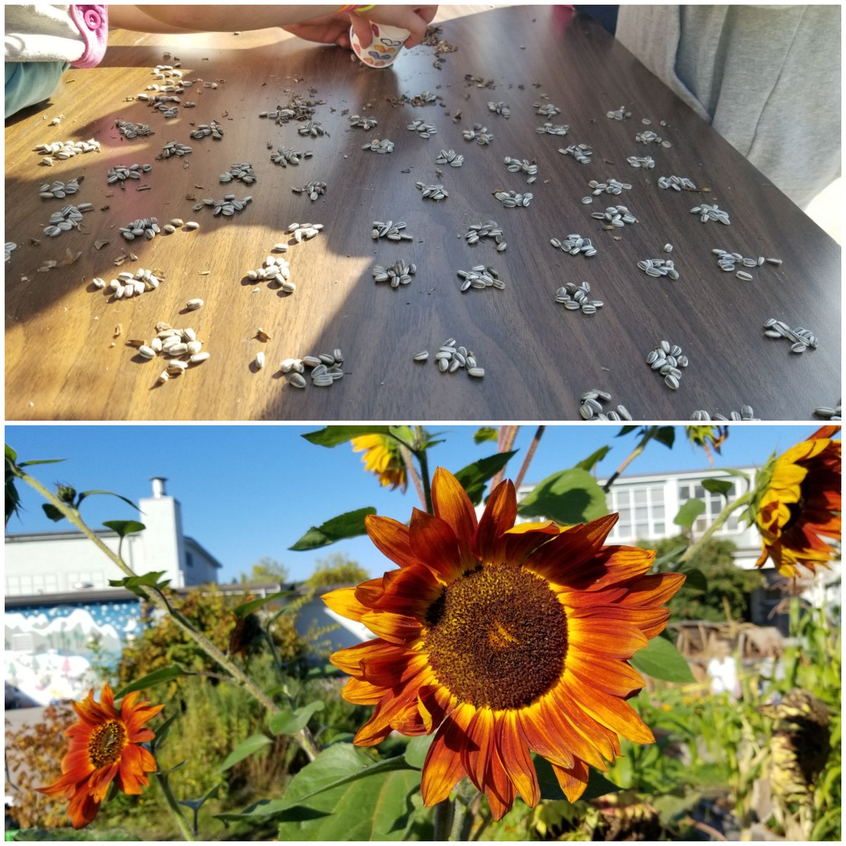 Fabulous day to be in the garden 🥰 <a href="/earthbitesca/">EarthBites</a> <a href="/Trafnews/">Trafalgar Elementary</a> <a href="/VSB39/">Vancouver School Board</a>