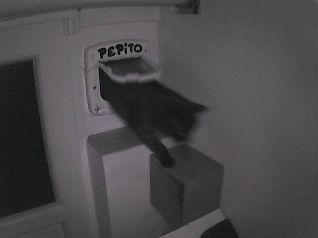 PepitoTheCat's tweet photo. Pépito is back home (05:50:04) https://t.co/kbNLou1wPn
