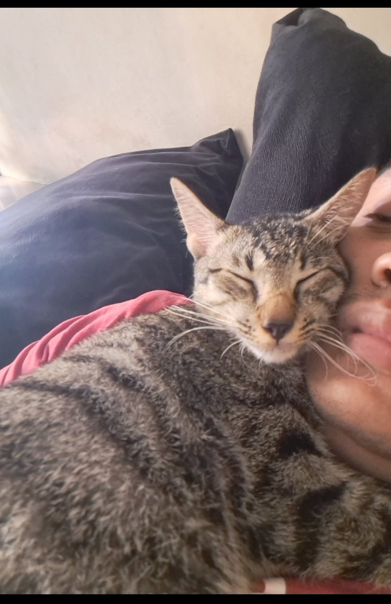 Vantantaa's tweet photo. @ShouldHaveCat Ecthelion https://t.co/eMMjc8XhMX