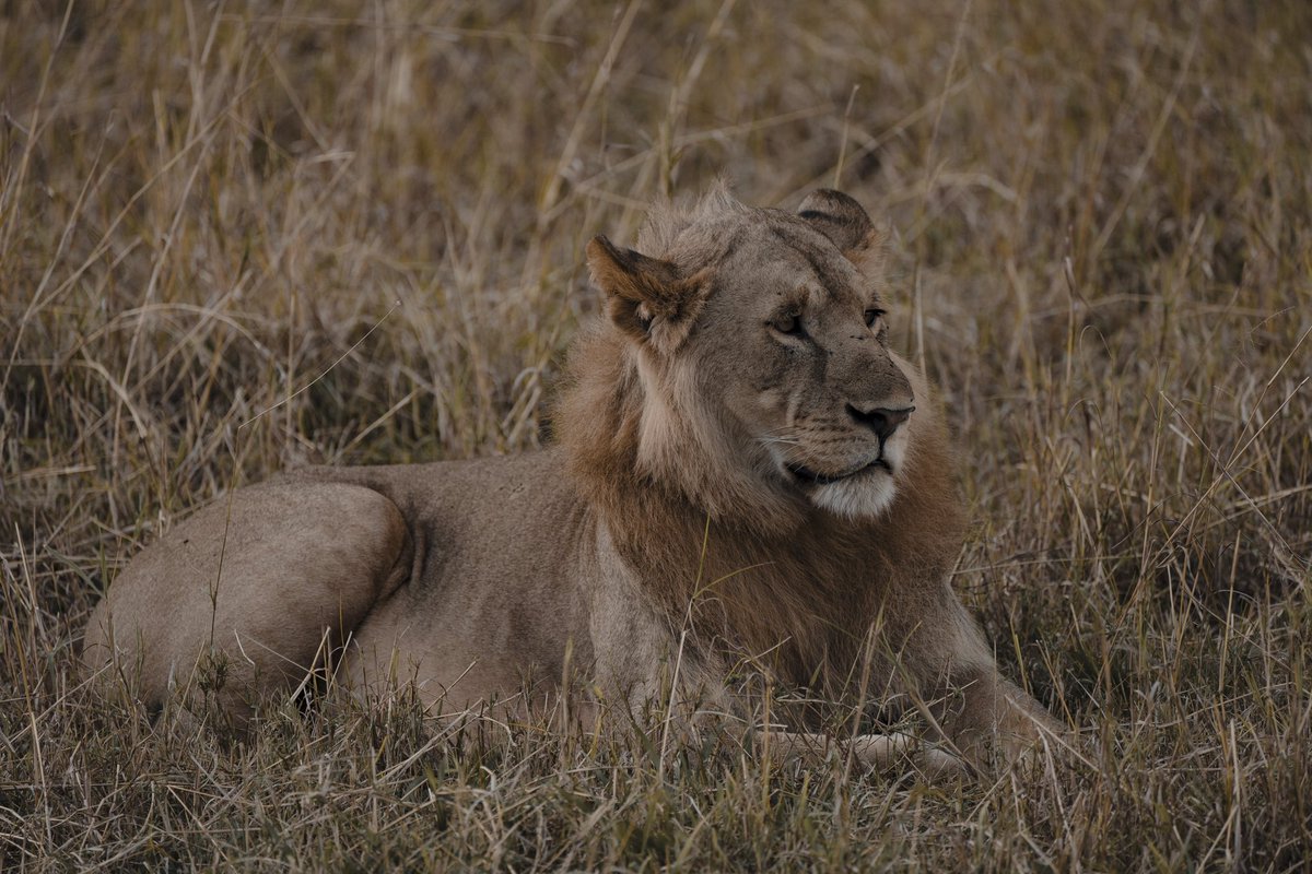 joseignaciogz94's tweet photo. Última parte del pequeño hilo de fotos tomadas en el Masai Mara.

• Un león macho joven, todavía viviendo con su hermano y su madre.
• Una hiena nos mira con tiernos ojos de cachorro.
• Un impala hembra y su cría. 
• Hipopótamos descansando en la orilla del Río Mara. https://t.co/xrlrIjCe3g