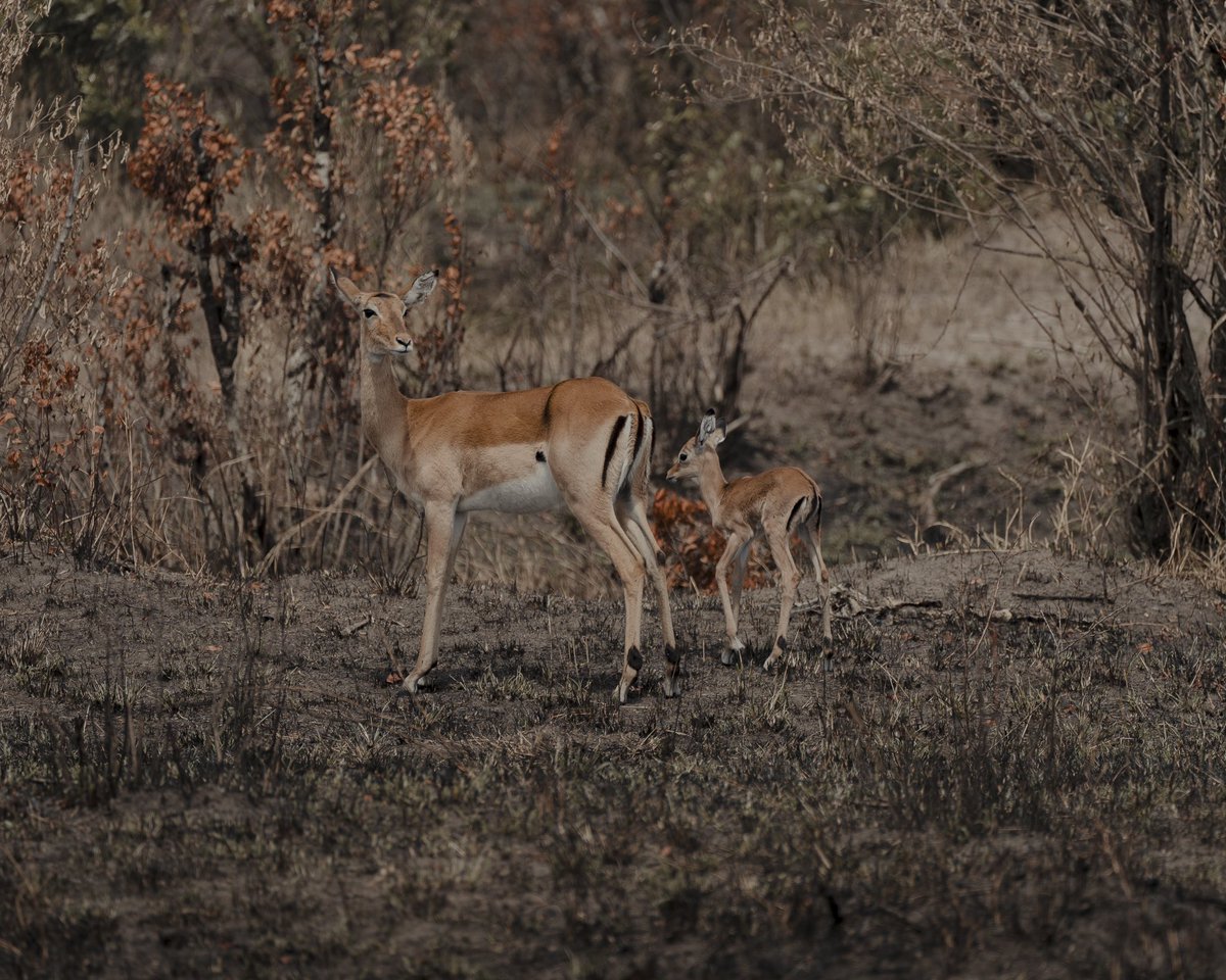 joseignaciogz94's tweet photo. Última parte del pequeño hilo de fotos tomadas en el Masai Mara.

• Un león macho joven, todavía viviendo con su hermano y su madre.
• Una hiena nos mira con tiernos ojos de cachorro.
• Un impala hembra y su cría. 
• Hipopótamos descansando en la orilla del Río Mara. https://t.co/xrlrIjCe3g