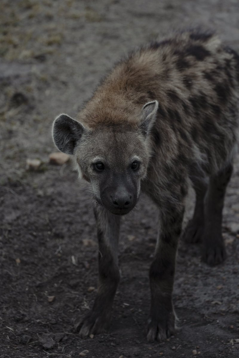 joseignaciogz94's tweet photo. Última parte del pequeño hilo de fotos tomadas en el Masai Mara.

• Un león macho joven, todavía viviendo con su hermano y su madre.
• Una hiena nos mira con tiernos ojos de cachorro.
• Un impala hembra y su cría. 
• Hipopótamos descansando en la orilla del Río Mara. https://t.co/xrlrIjCe3g
